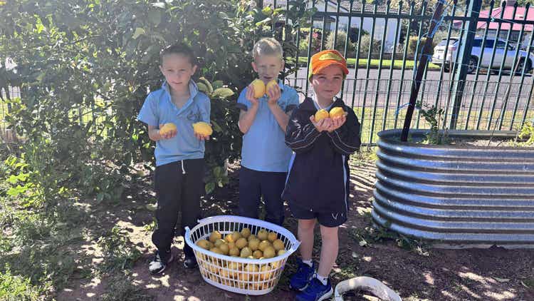 3 students holding lemons with a basket of lemons at their feet